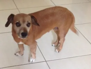 Cachorro raça SRD idade 6 ou mais anos nome Meg