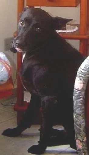 Cachorro raça vira lata idade 6 ou mais anos nome tob