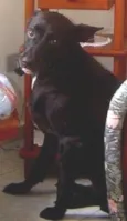 tob