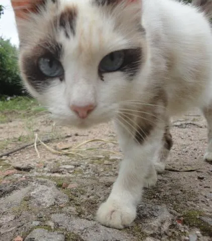Gato ra a Sem raça definida idade 6 ou mais anos nome Kiki ou Kity