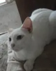 Floquinho