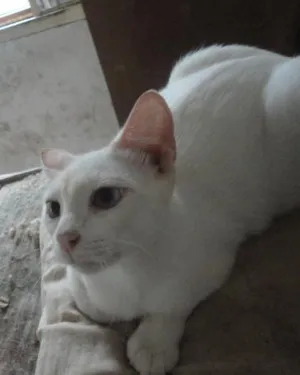 Gato raça Sem raça definida idade 5 anos nome Floquinho
