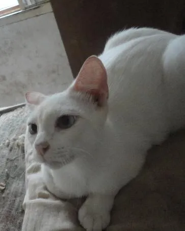 Gato ra a Sem raça definida idade 5 anos nome Floquinho