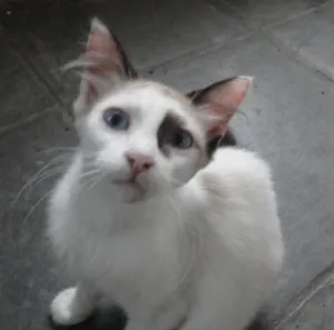 Gato raça Sem raça definida idade 5 anos nome Lily