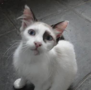 Gato ra a Sem raça definida idade 5 anos nome Lily