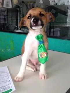 Cachorro raça Vira lata idade Abaixo de 2 meses nome Timão