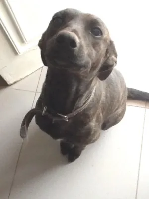 Cachorro raça SRD idade 1 ano nome Magrela