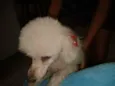 belinha GRATIFICA