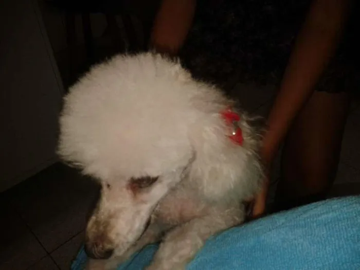 Cachorro ra a Poodle idade  nome belinha GRATIFICA