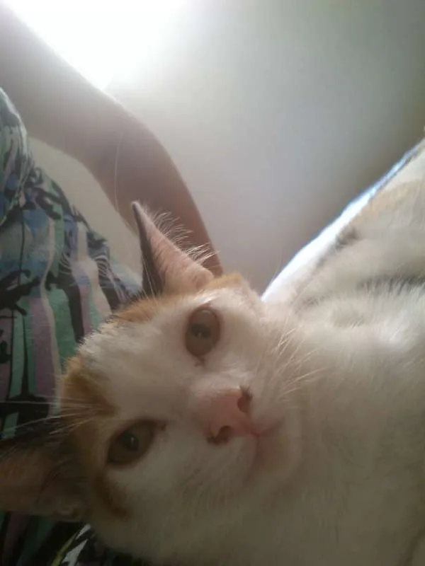 Gato ra a SRD idade 2 a 6 meses nome sem nome