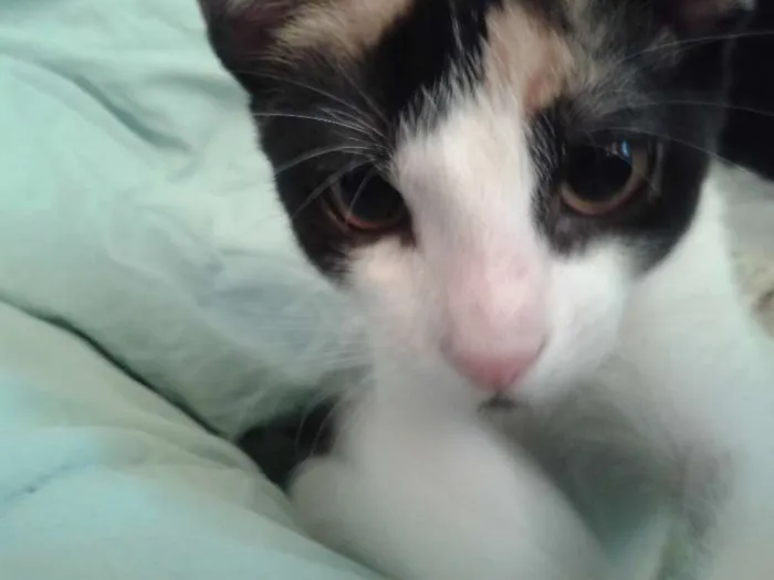 Gato ra a SRD idade 2 a 6 meses nome sem nome