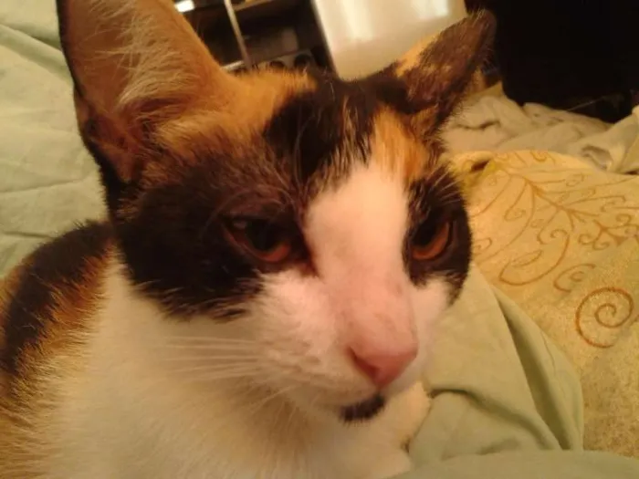 Gato ra a SRD idade 2 a 6 meses nome sem nome