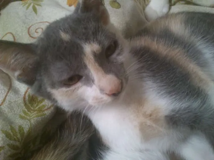 Gato ra a SRD idade 2 a 6 meses nome sem nome