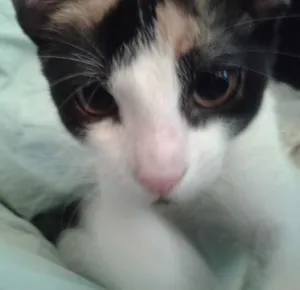 Gato raça SRD idade 2 a 6 meses nome sem nome
