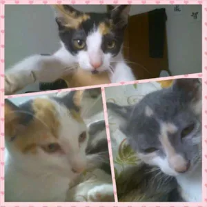 Gato raça SRD idade 2 a 6 meses nome gatinhas