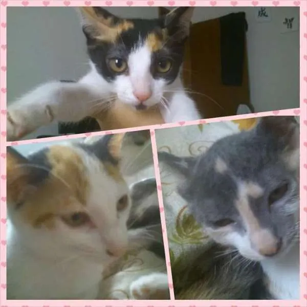 Gato ra a SRD idade 2 a 6 meses nome gatinhas