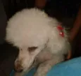 belinha GRATIFICA