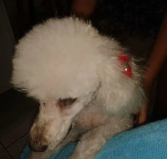 Cachorro ra a Poodle idade  nome belinha GRATIFICA