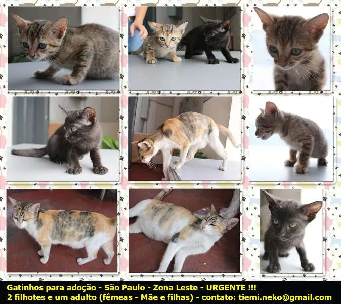 Gato raça  idade 2 a 6 meses nome Adote