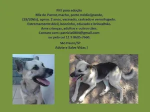 Cachorro raça mix de pastor alemão idade 1 ano nome Pitt