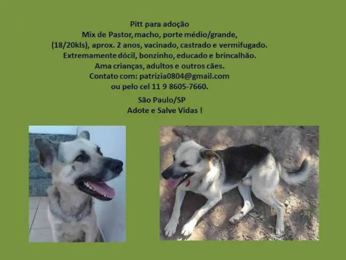 Cachorro ra a mix de pastor alemão idade 1 ano nome Pitt