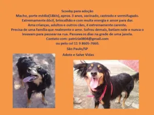 Cachorro raça mix de border collie idade 4 anos nome Scooby