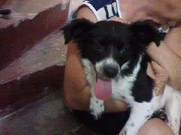 Cachorro ra a SRD idade 1 ano nome Menina