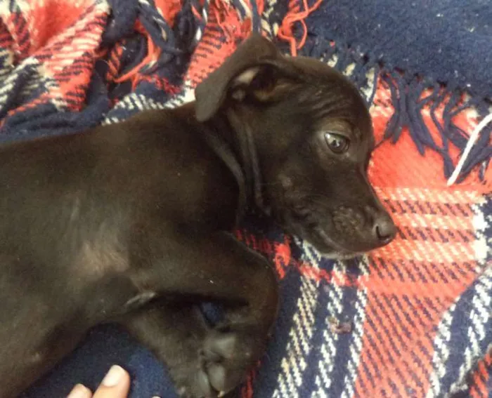 Cachorro ra a sem raça idade Abaixo de 2 meses nome sem nome