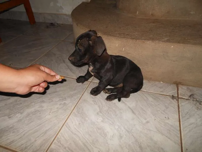 Cachorro ra a sem raça idade Abaixo de 2 meses nome sem nome
