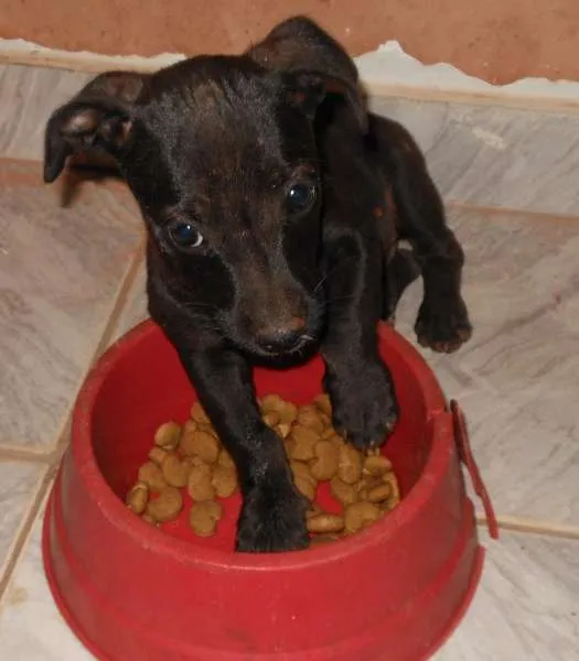 Cachorro ra a sem raça idade Abaixo de 2 meses nome sem nome