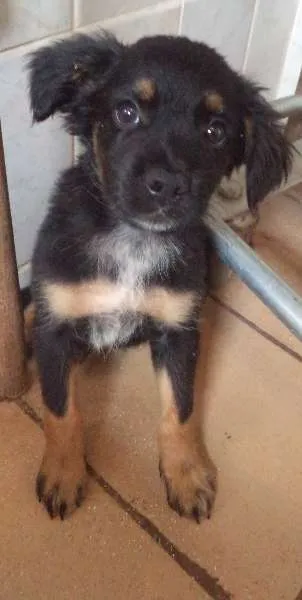 Cachorro ra a não tem idade Abaixo de 2 meses nome não tem