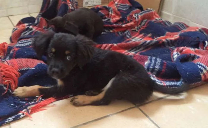 Cachorro ra a não tem idade Abaixo de 2 meses nome não tem