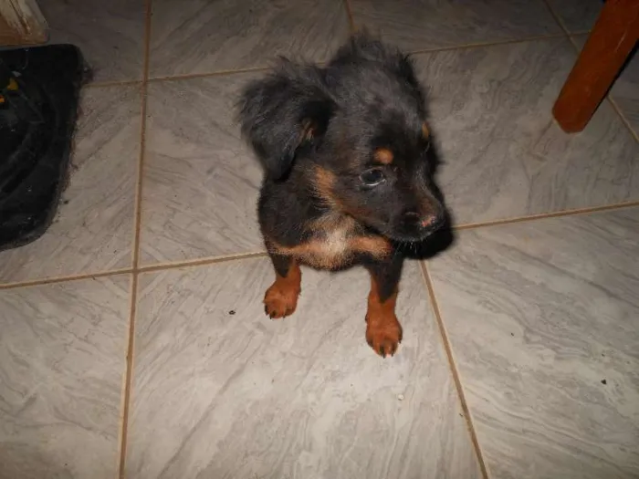 Cachorro ra a não tem idade Abaixo de 2 meses nome não tem