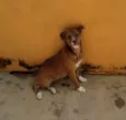 Lindo