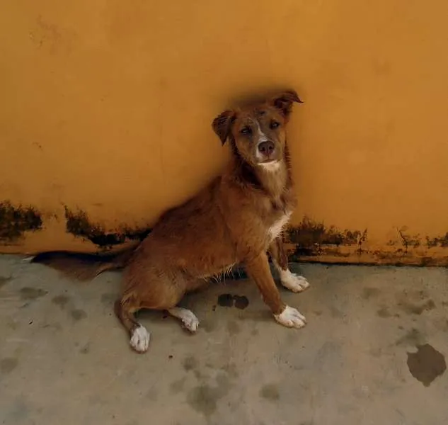 Cachorro ra a SRD idade  nome Lindo