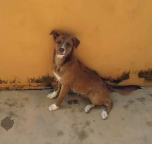 Cachorro raça SRD idade  nome Lindo