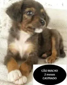 Cachorro ra a srd idade nome Lindo cãozinho