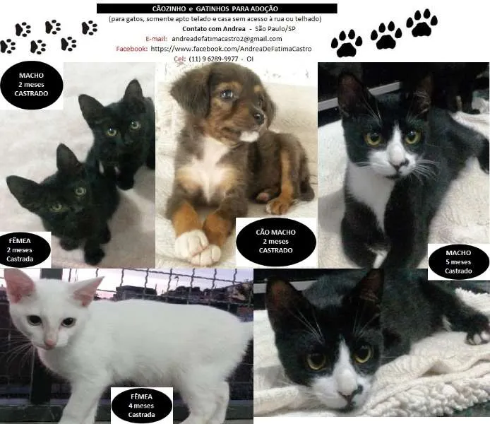 Gato ra a dv idade  nome Vários gatinhos