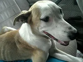 Cachorro ra a n definida idade 7 a 11 meses nome duque
