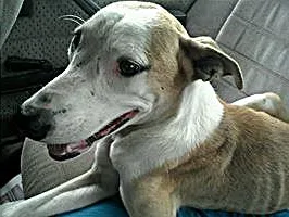 Cachorro ra a n definida idade 7 a 11 meses nome duque