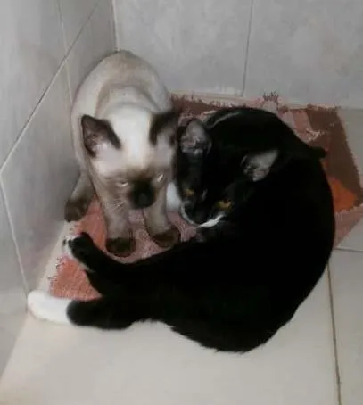 Gato ra a SRD idade 2 a 6 meses nome Sem nome