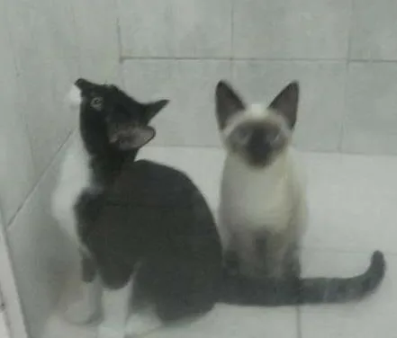 Gato ra a SRD idade 2 a 6 meses nome Sem nome
