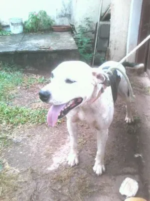 Cachorro raça Pit-Bull idade 4 anos nome Pirata
