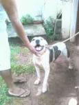 Pirata