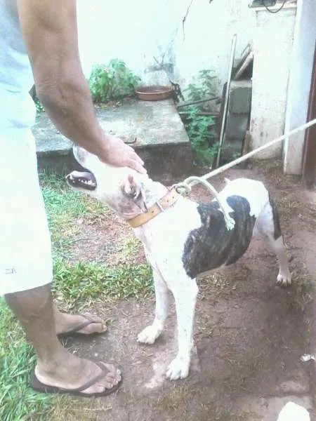 Cachorro ra a Pit-Bull idade 4 anos nome Pirata