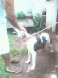 Pirata