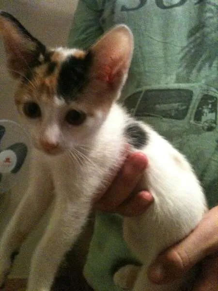 Gato ra a Indefinida idade 2 a 6 meses nome Florinda