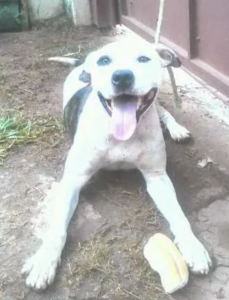 Cachorro ra a Pit-Bull idade 4 anos nome Pirata