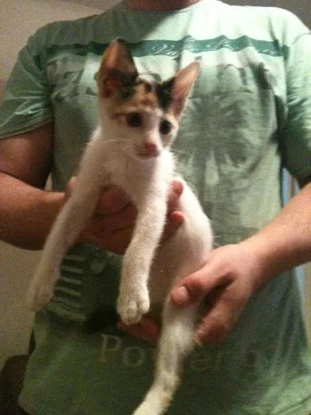 Gato ra a Indefinida idade 2 a 6 meses nome Florinda
