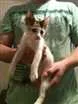Gato raça Indefinida idade 2 a 6 meses nome Florinda